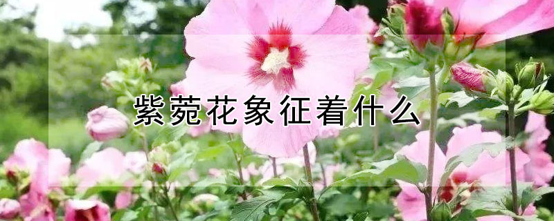 紫菀花象征着什么（紫菀花寓意）