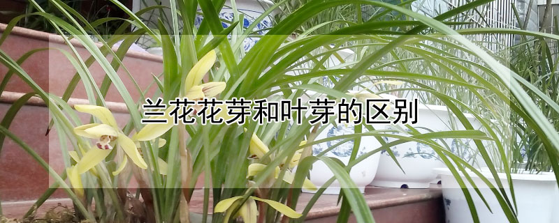 兰花花芽和叶芽的区别 兰花花芽和叶芽的区别在哪