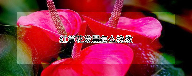 红掌花发黑怎么挽救 红掌花发黑怎么回事