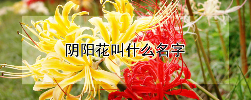 阴阳花叫什么名字 阴阳花叫什么名字呢