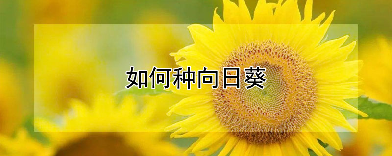 如何种向日葵（如何种向日葵盆栽）