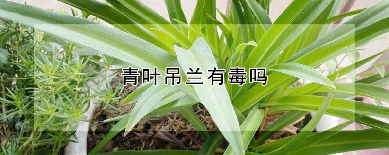 青叶吊兰有毒吗（青叶吊兰有毒吗能吃吗）