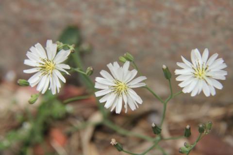 矢车菊花语