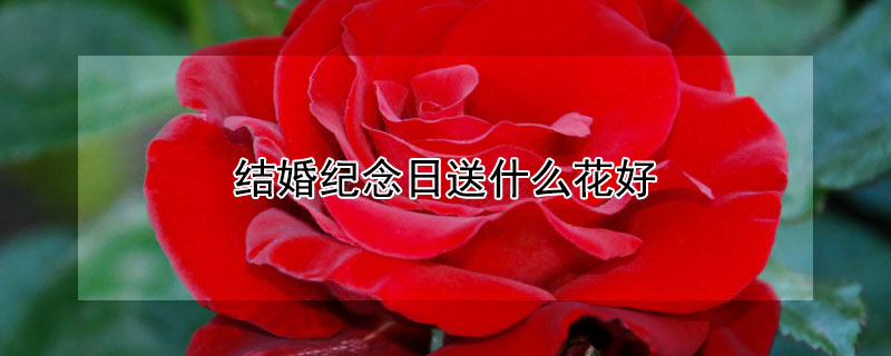 结婚纪念日送什么花好（父母结婚纪念日送什么花好）