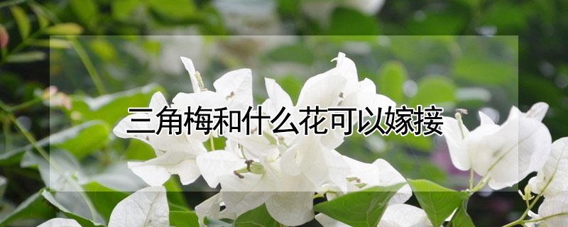 三角梅和什么花可以嫁接（三角梅和什么花可以嫁接）