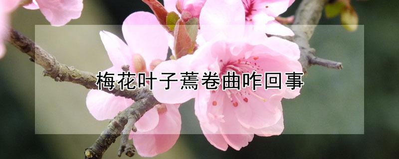 梅花叶子蔫卷曲咋回事 梅花叶子卷叶怎么办