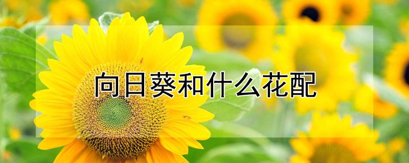 向日葵和什么花配（向日葵和什么花配一起好看）