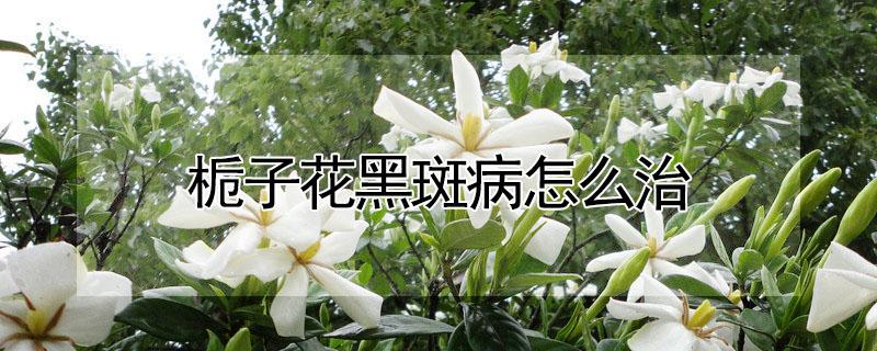 栀子花黑斑病怎么治（栀子花长黑斑用什么药）