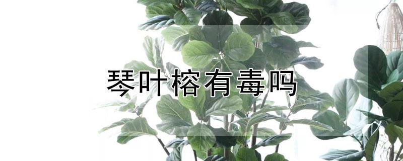 琴叶榕有毒吗 琴叶榕有毒吗能家中养吗