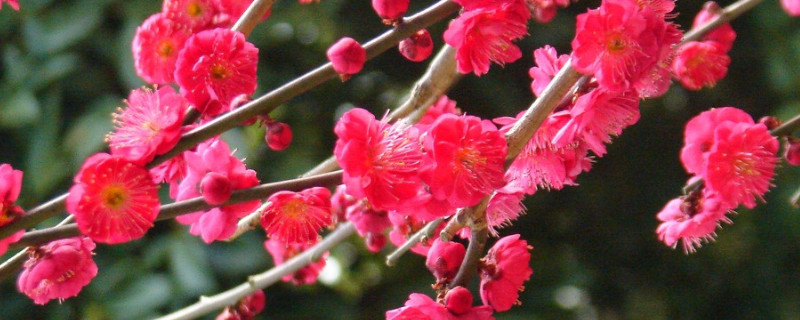 梅花夏天落叶还能活吗 梅花夏天落叶还能活吗视频