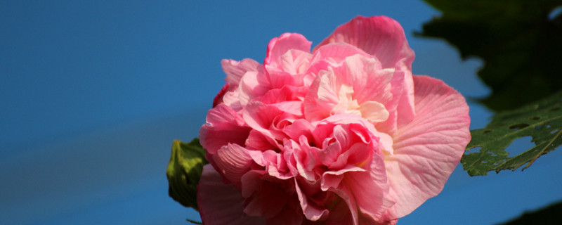 芙蓉花是海棠花吗 芙蓉花是海棠花吗