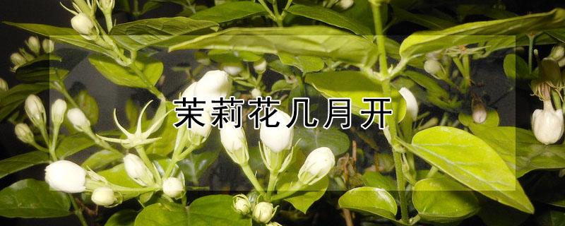 茉莉花几月开 茉莉花几月开花是最佳时间