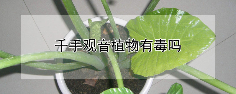 千手观音植物有毒吗（千手观音植物有毒吗能养吗）