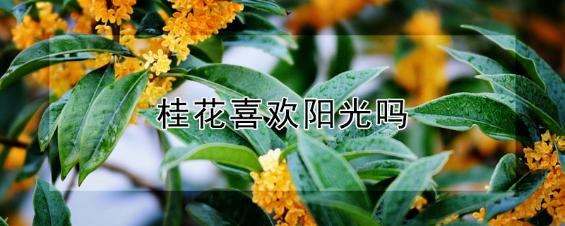 桂花喜欢阳光吗（桂花喜欢阳光吗?）