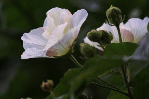 芙蓉花和芙蓉树一样吗