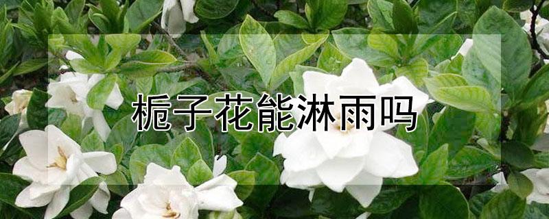 栀子花能淋雨吗（栀子花能淋雨吗冬天）