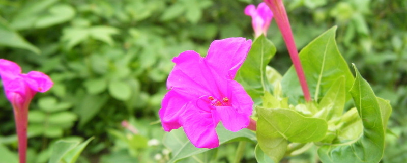 牵牛花枯叶了明年还会开吗（牵牛花枯叶了明年还会开吗视频）