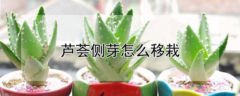 芦荟侧芽怎么移栽（芦荟侧芽怎么移栽的）