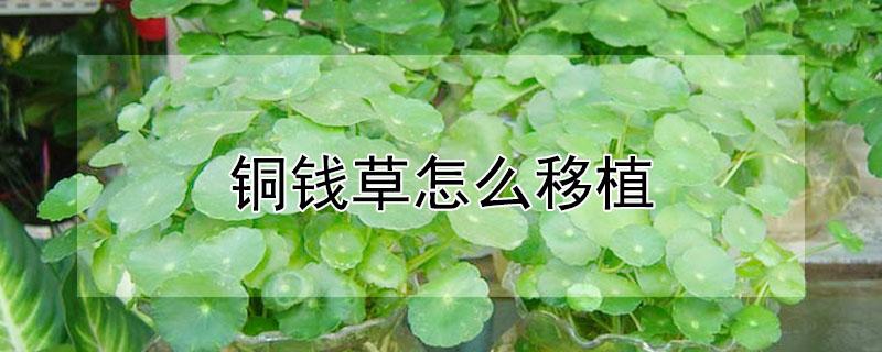 铜钱草怎么移植（铜钱草怎么移植土培）