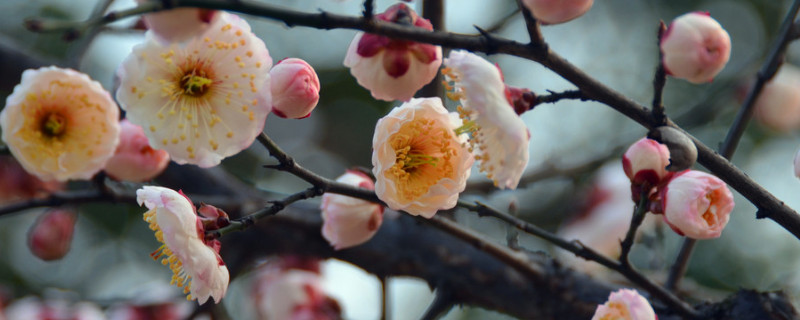 梅花冬天开吗（梅花冬天开吗?）