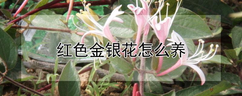 红色金银花怎么养 红色金银花怎么养护