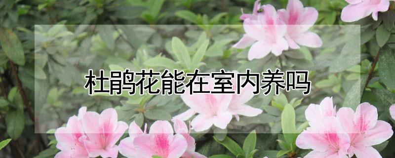 杜鹃花能在室内养吗 杜鹃花能在室内养吗?风水