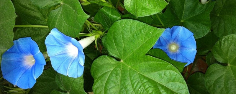 牵牛花种子是直接种吗（牵牛花种子是直接种吗还是间接）