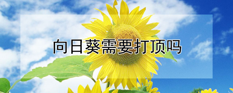 向日葵需要打顶吗（向日葵需要打叶子吗）