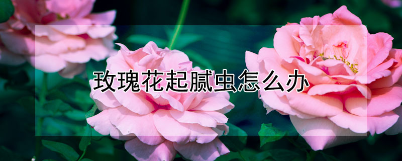 玫瑰花起腻虫怎么办（玫瑰花起腻虫怎么办呢）