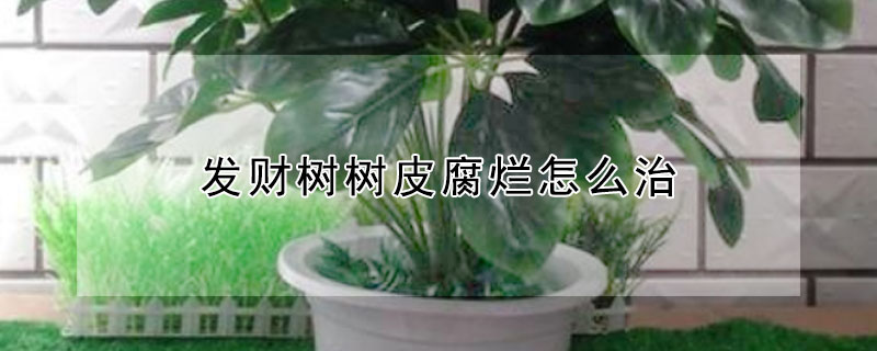 发财树树皮腐烂怎么治（发财树的树皮烂了有没有什么药水）