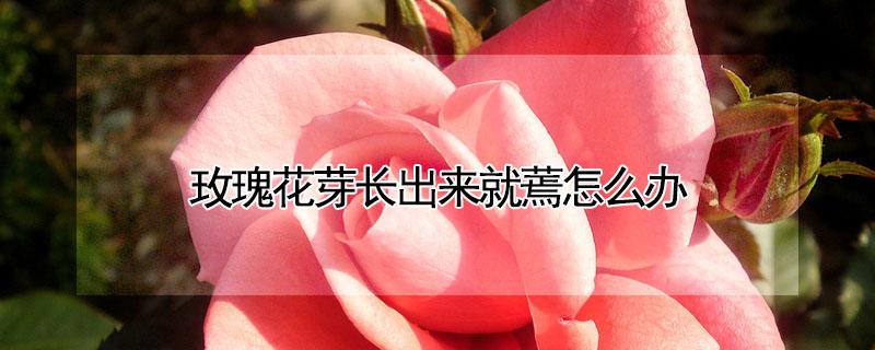 玫瑰花芽长出来就蔫怎么办 玫瑰花发芽了,但是后面又枯萎了怎么办