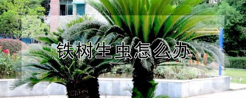 铁树生虫怎么办（铁树生虫怎么办配图）