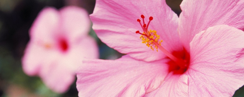 水培芙蓉花叶片所需温度（水培芙蓉花栽培与管理方法）