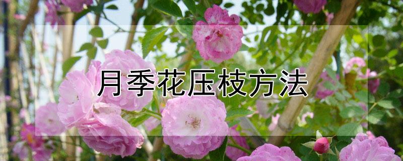 月季花压枝方法（月季花压枝方法和技巧）