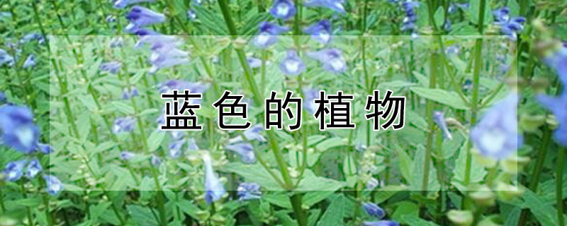 蓝色的植物 蓝色的植物有哪些