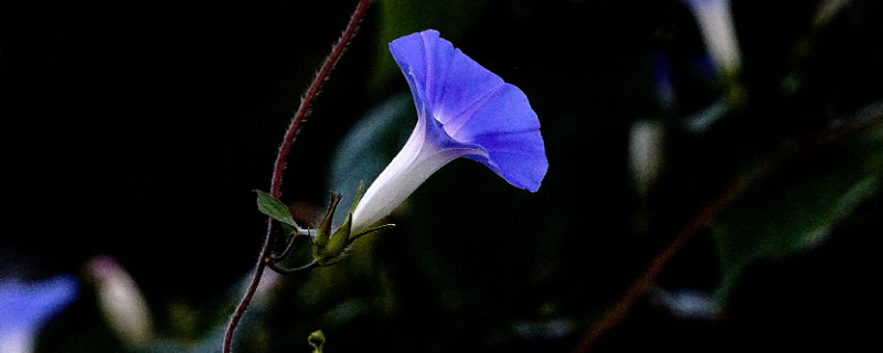 牵牛花种子怎么催芽（牵牛花种子怎么催芽视频）