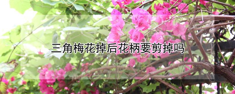 三角梅花掉后花柄要剪掉吗（三角梅花掉后花柄要剪掉吗图片）