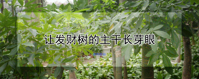 让发财树的主干长芽眼 发财树如何发芽眼视频