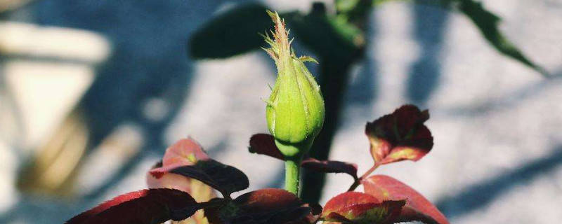 月季花苞期施什么肥（月季花苞期施什么肥最好）