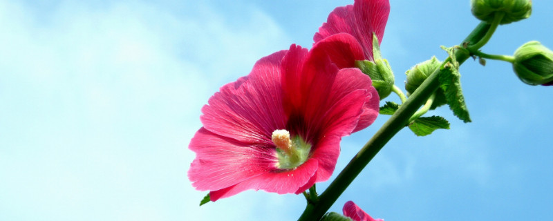 芙蓉花是怎么繁殖的 芙蓉花是怎么繁殖的图片