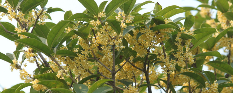 桂花冬天怕冻吗