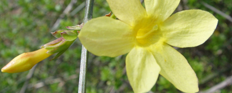 迎春花秋冬季节的养护 迎春花秋冬季节的养护方法