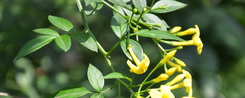 迎春花根盆景如何修剪（迎春花根盆景如何修剪好看）