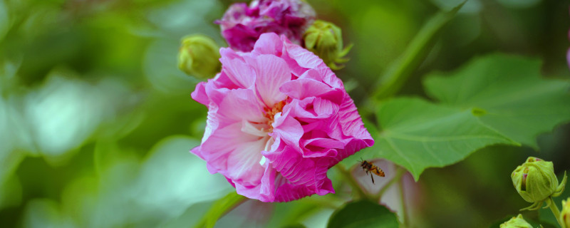 芙蓉花会结果吗（芙蓉花会结果吗怎么养）