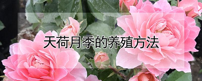 天荷月季的养殖方法（天荷月季的养殖方法和技术）