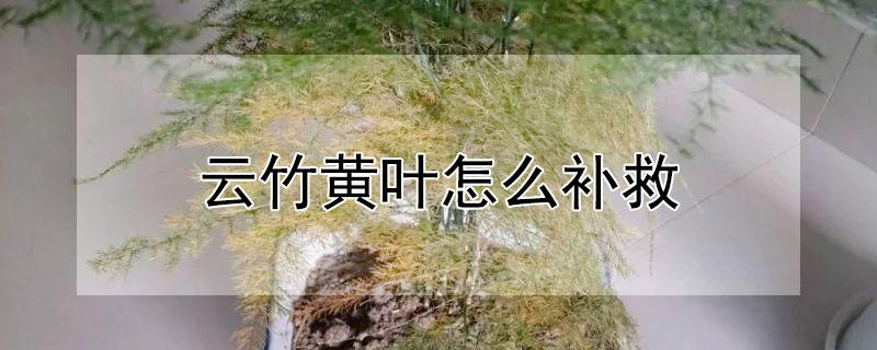 云竹黄叶怎么补救（云竹黄叶怎么处理方法）