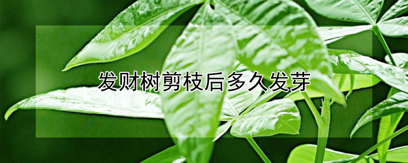 发财树剪枝后多久发芽 发财树剪枝了多久能长出来