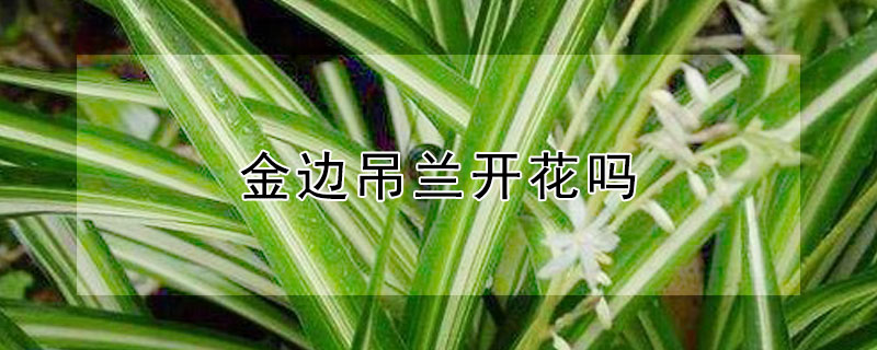 金边吊兰开花吗（金边吊兰开花吗?）