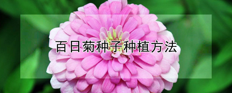 百日菊种子种植方法（百日菊种子种植方法和时间）