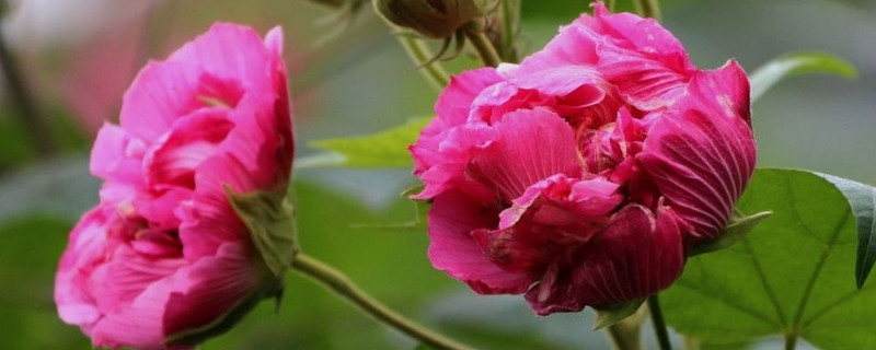 芙蓉花水培多长时间生根（芙蓉花水培多长时间生根啊）